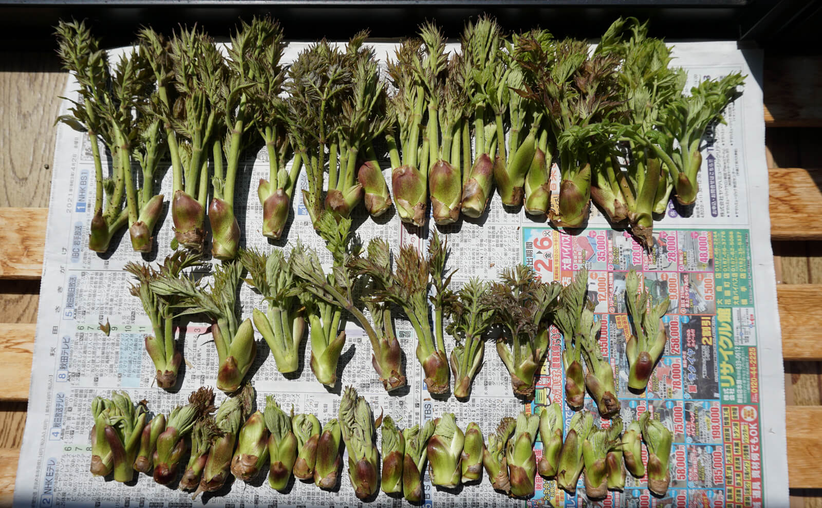 写真：新聞紙に並べられたタラの芽