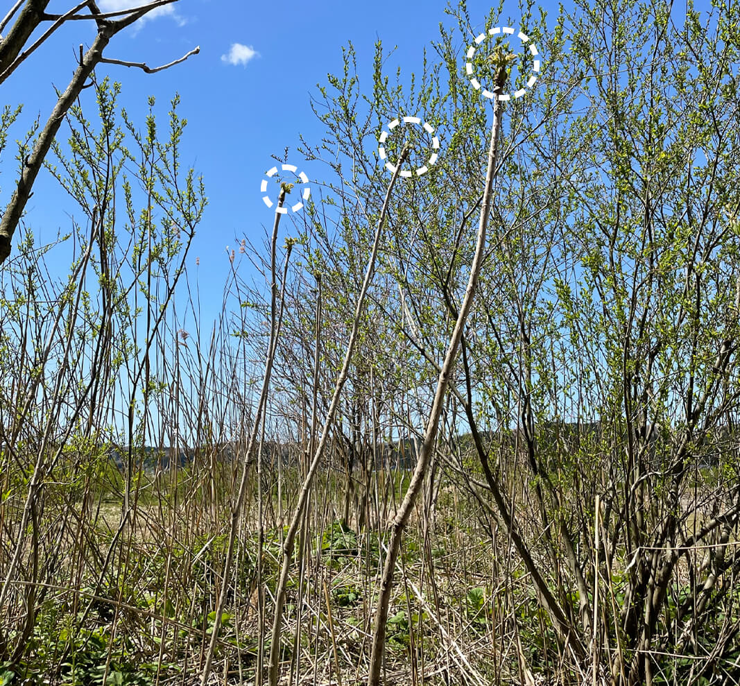 写真：タラの芽の生息地