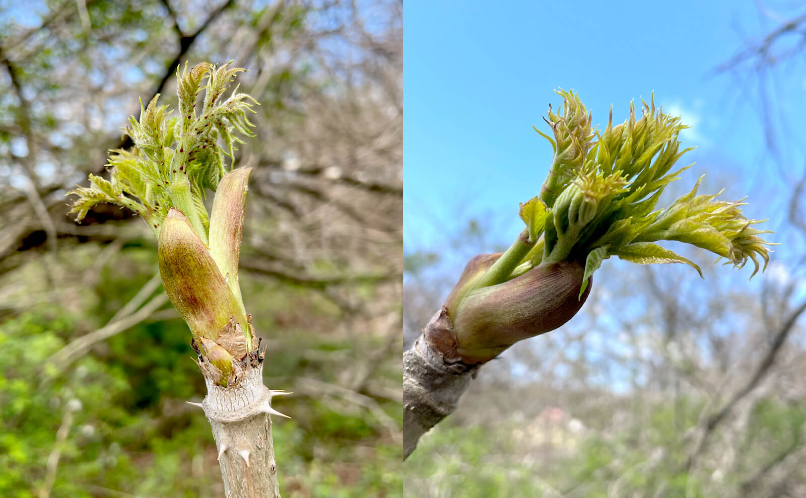 写真：タラの芽