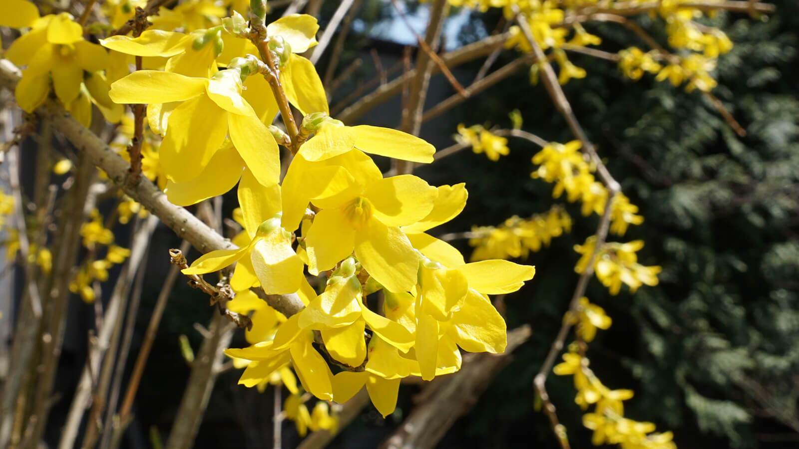 写真：レンギョウの花