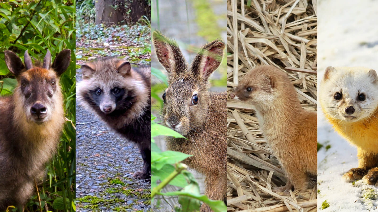 写真：ニホンカモシカ、タヌキ、ウサギ、イタチ、テン