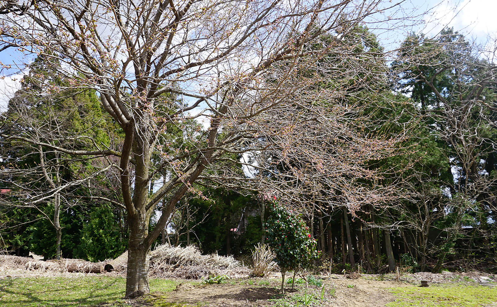 写真：桜の木