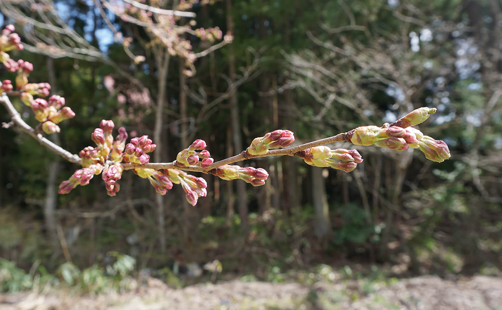 写真：桜の蕾