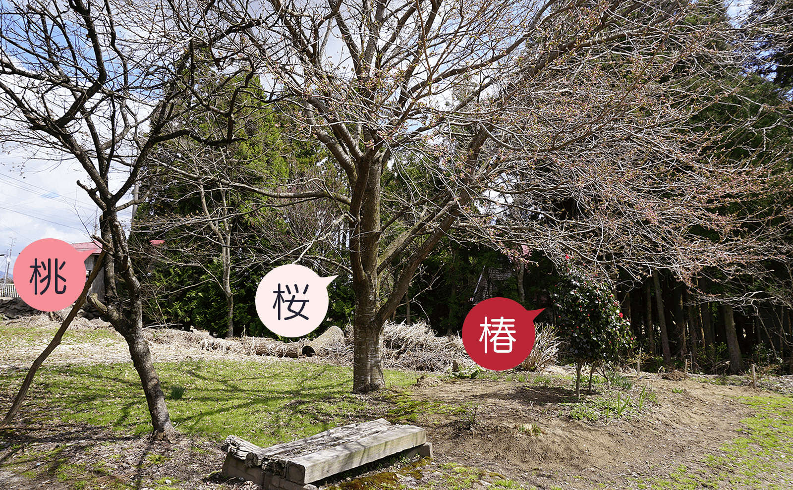 写真：梅と桜と椿