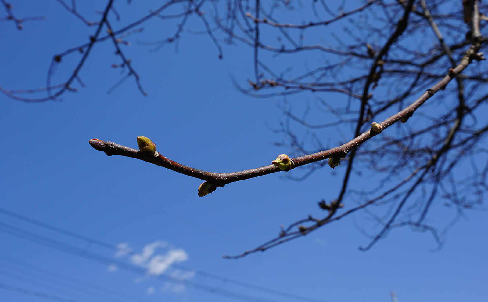 写真：栗の蕾