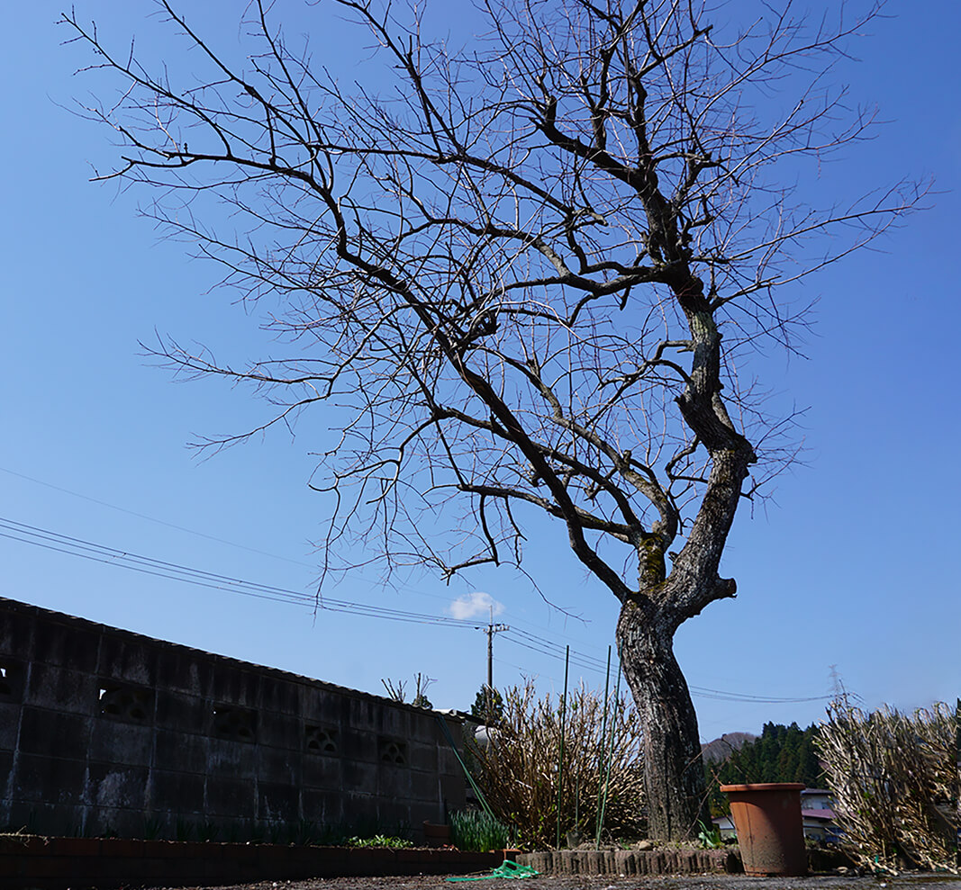 写真：棗の木