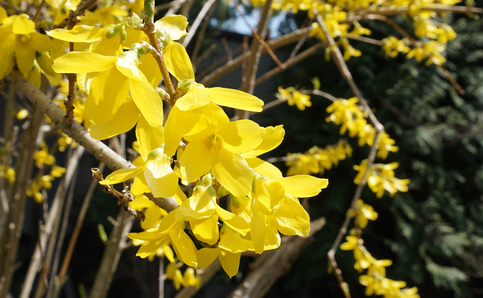 写真：連翹の花