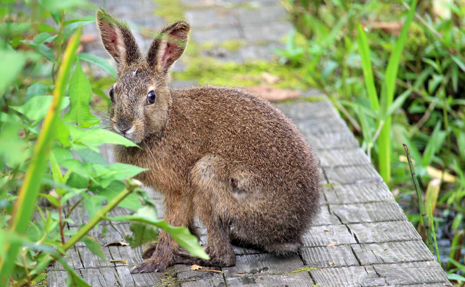 写真：ニホンノウサギ