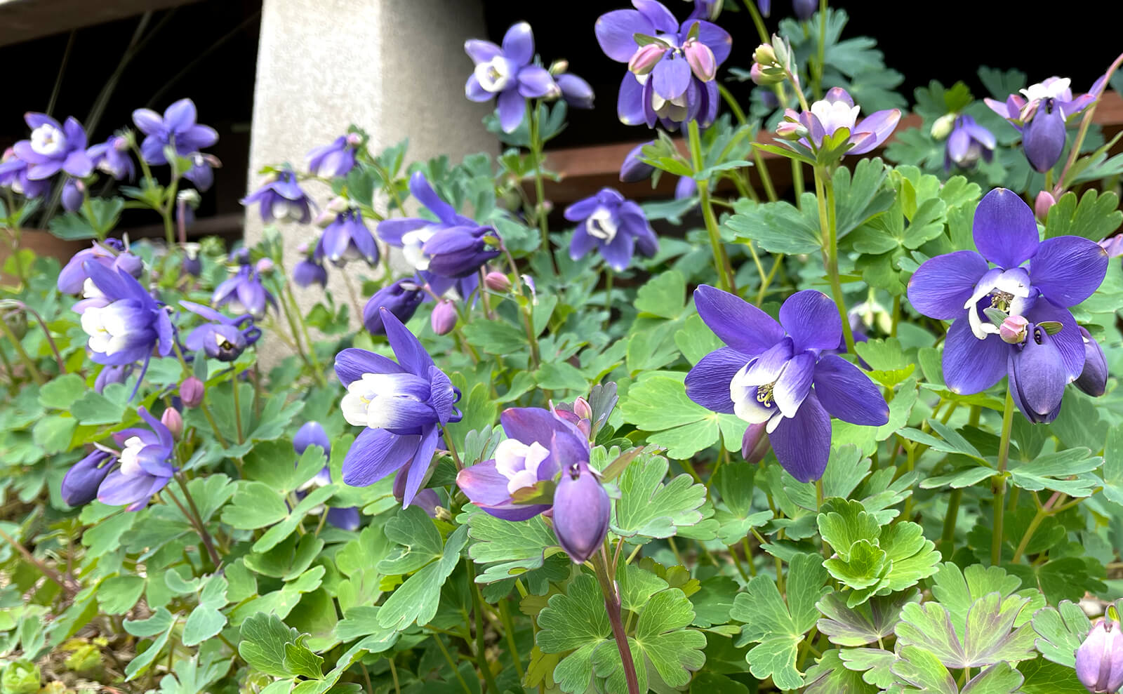 写真：紫色のミヤマオダマキ01