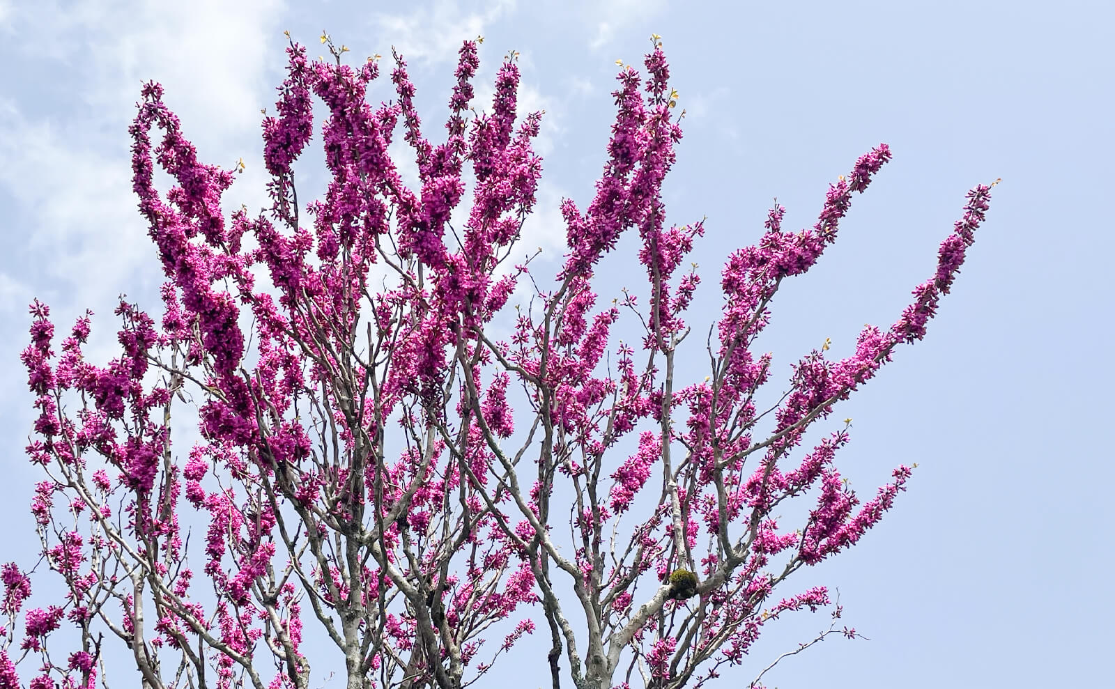 写真：花蘇芳