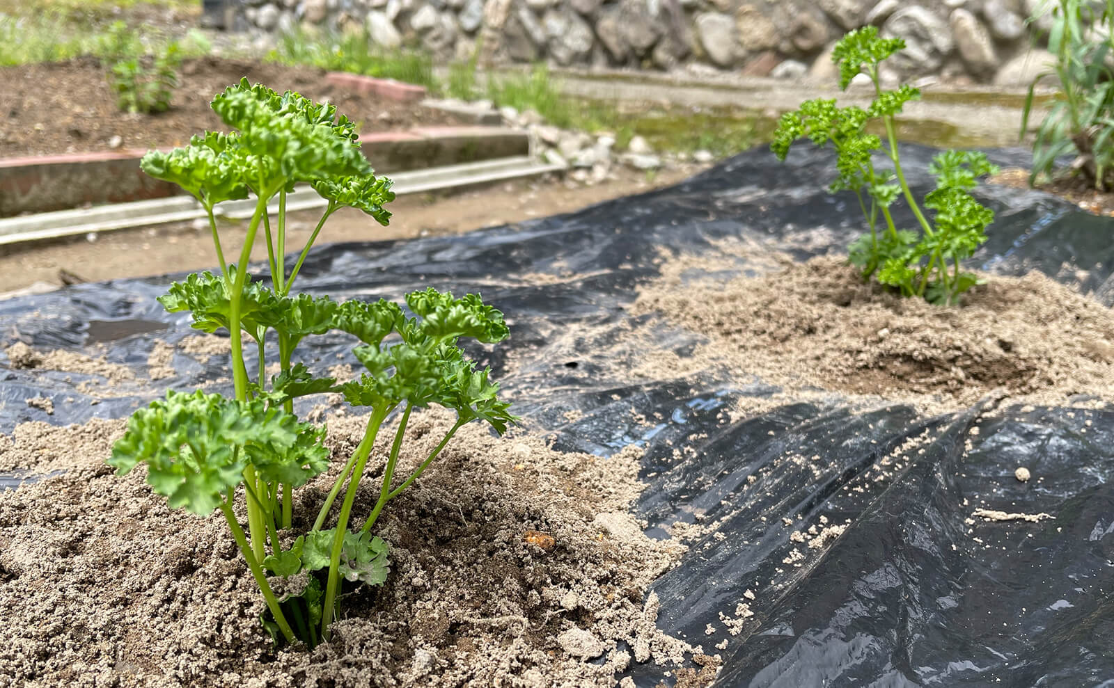 写真：パセリ