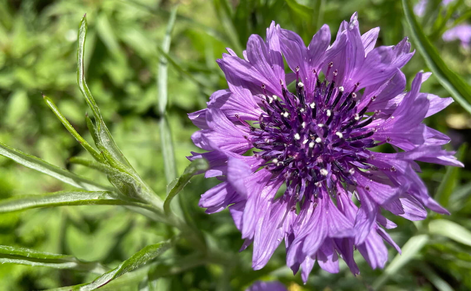 写真：薄紫色の矢車菊（英名コーンフラワー）