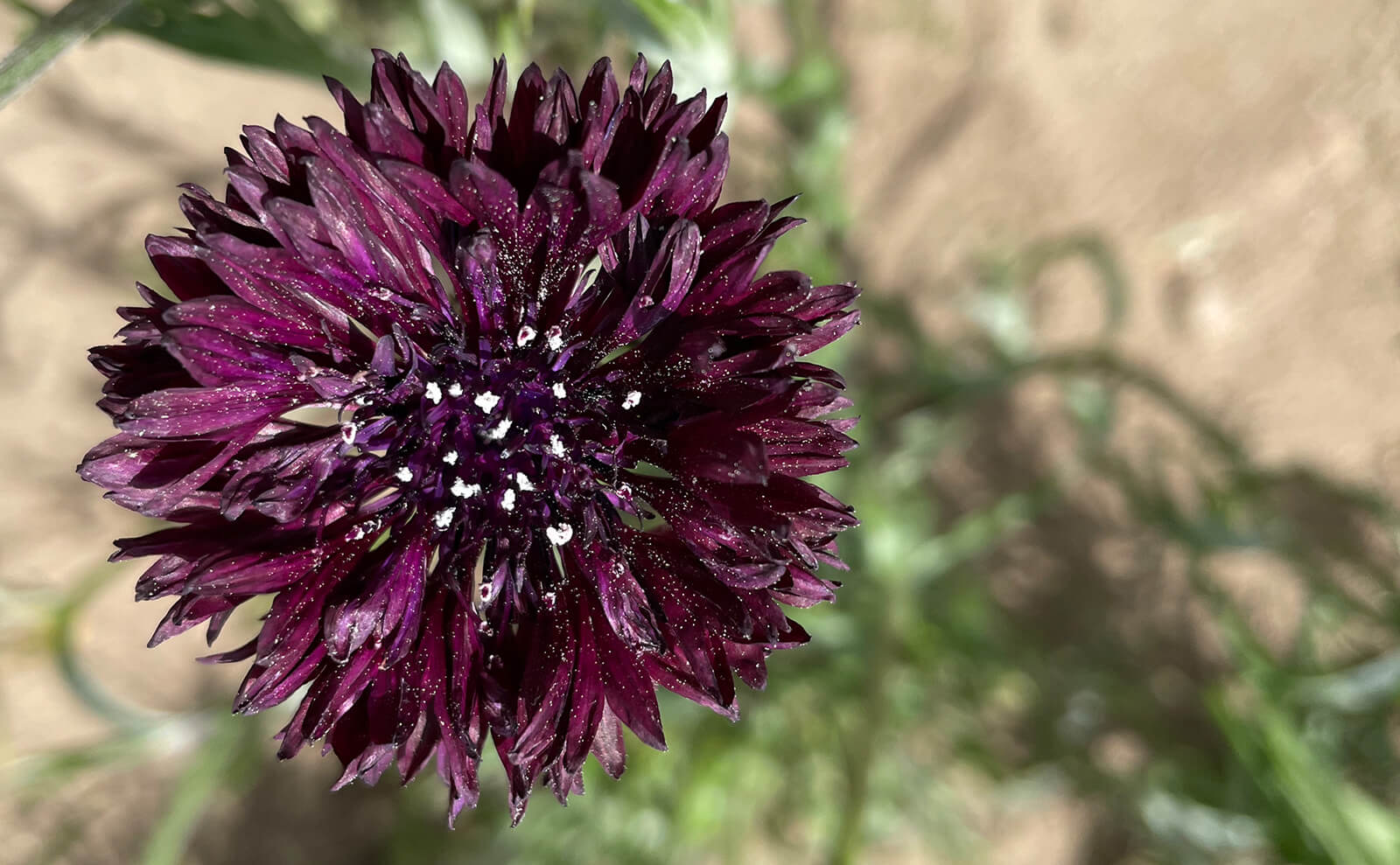 写真：赤紫色の矢車菊（英名コーンフラワー）