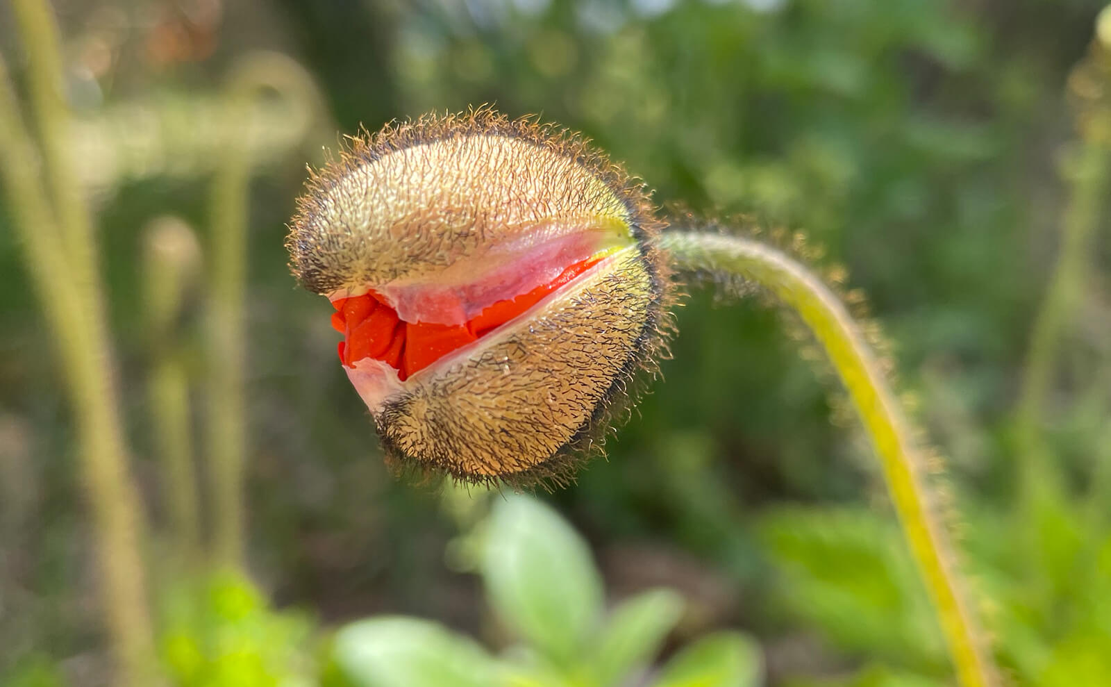 写真：ポピーの蕾