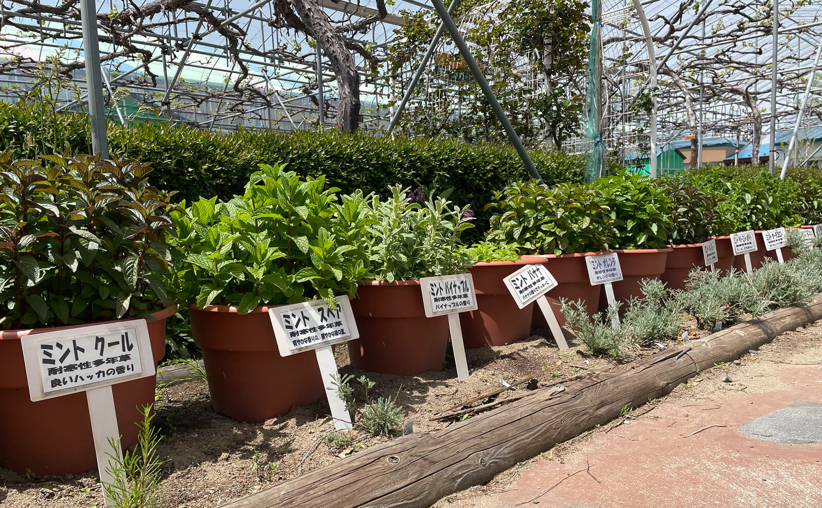 写真：鉢に植えられているミント