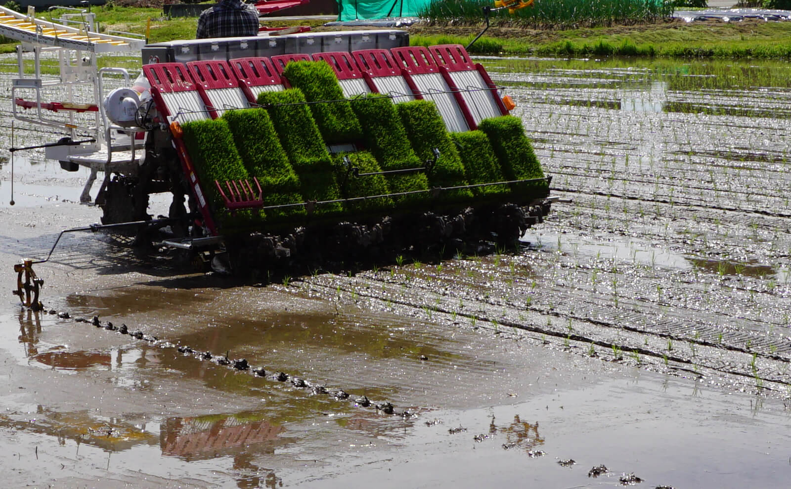 写真：田植機にて田植え中