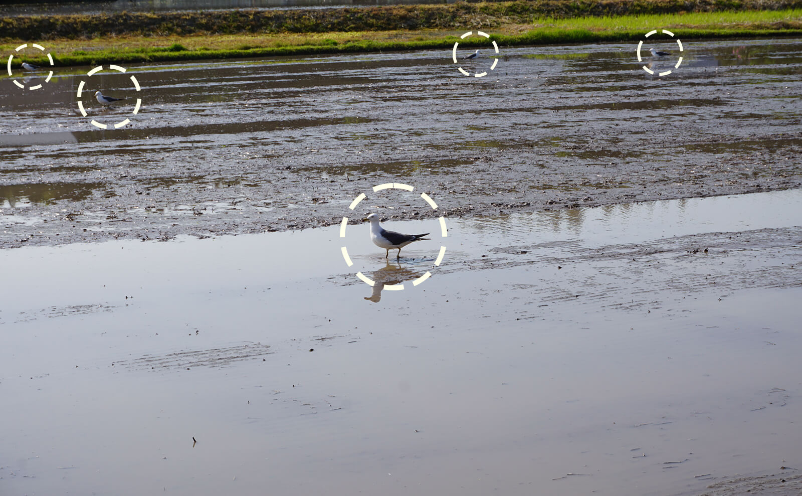 写真：複数のカモメ