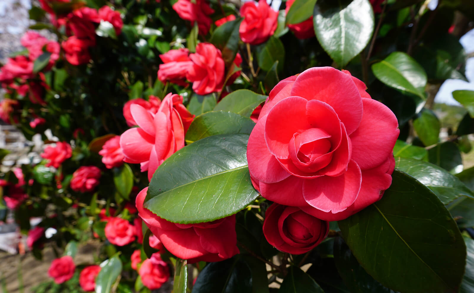 写真：椿の花