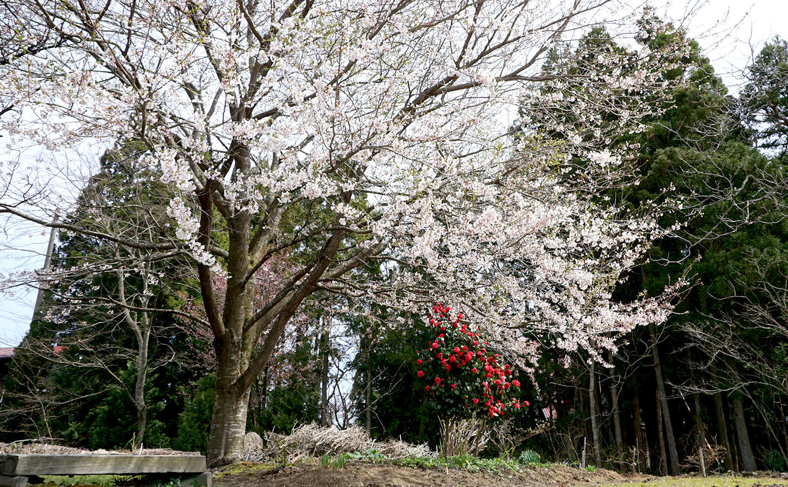 写真：桜と椿