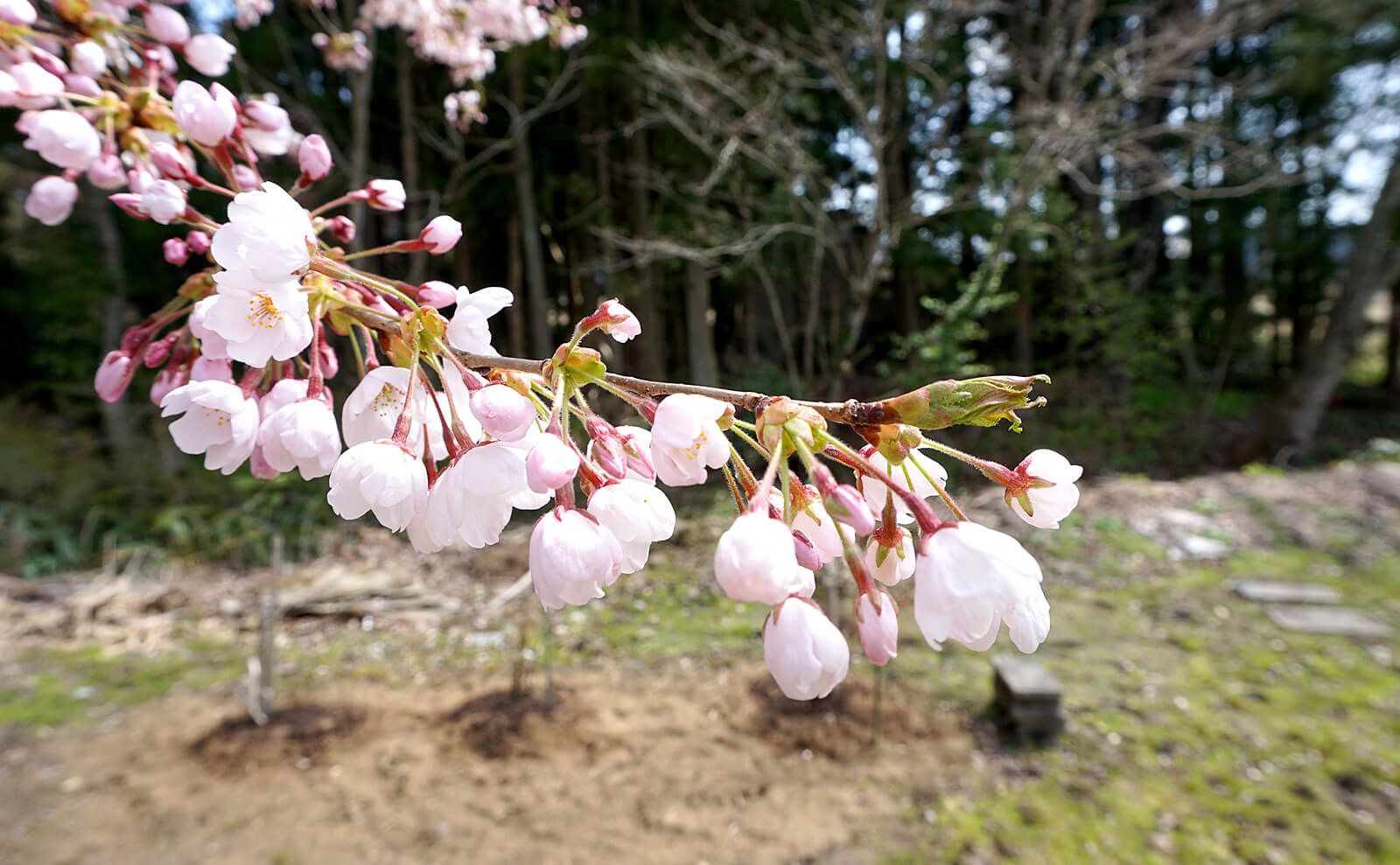 写真：7分咲きの桜