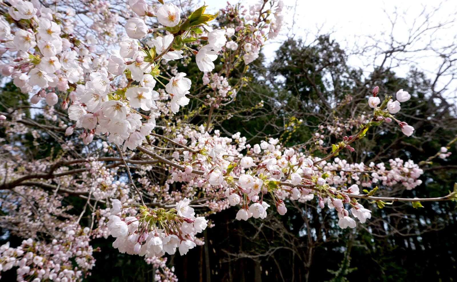 写真：満開の桜