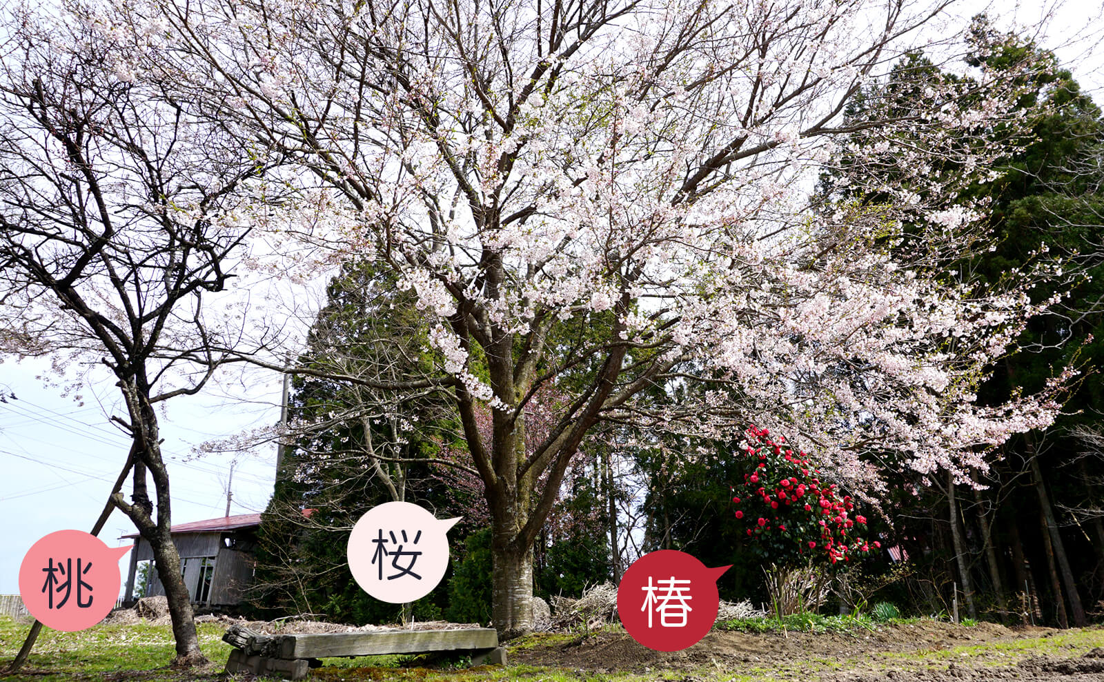 写真：左から桃、桜、椿