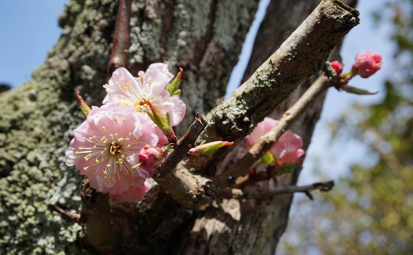 写真：梅の花