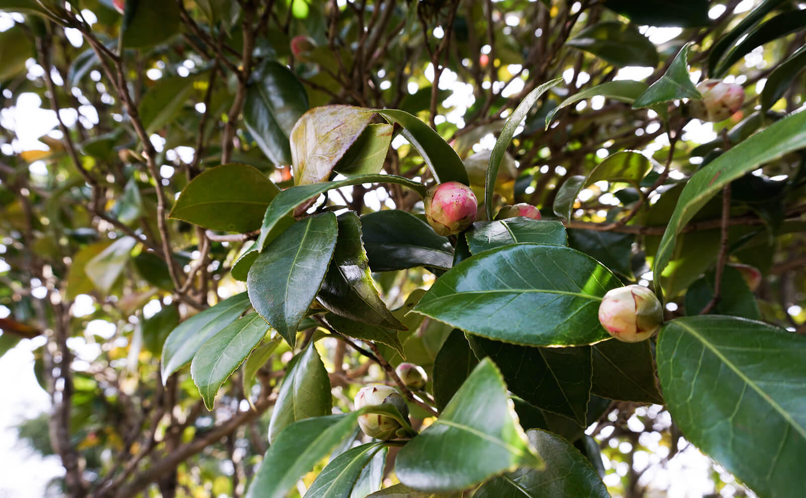 写真：ピンク色の椿の蕾ピンク色の