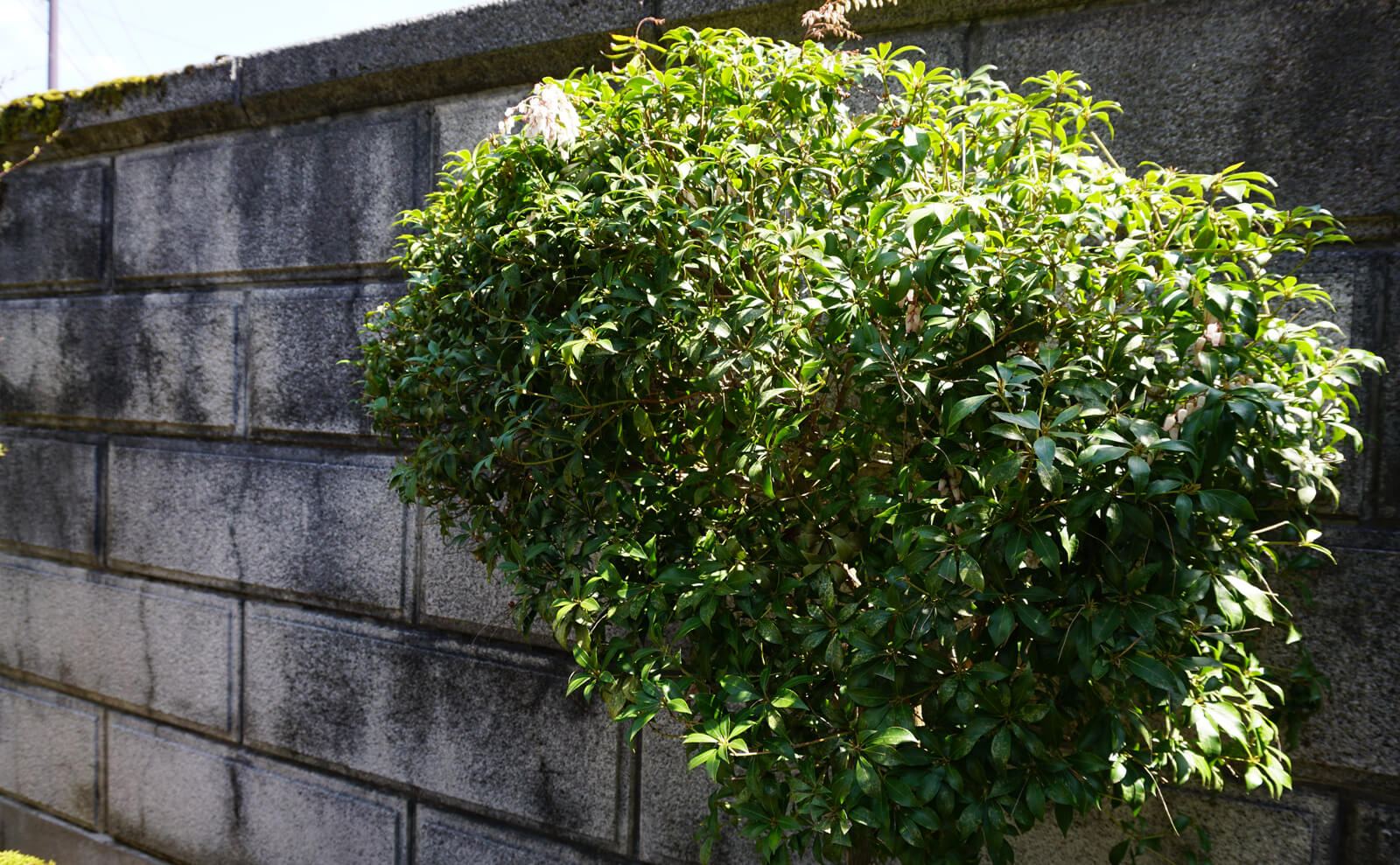 写真：馬酔木の木