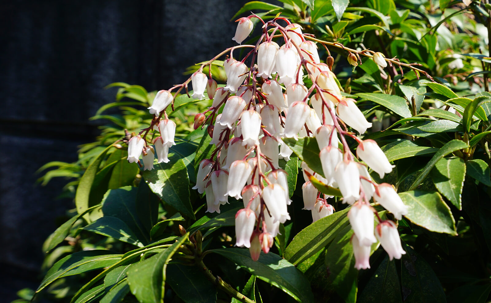 写真：馬酔木の花