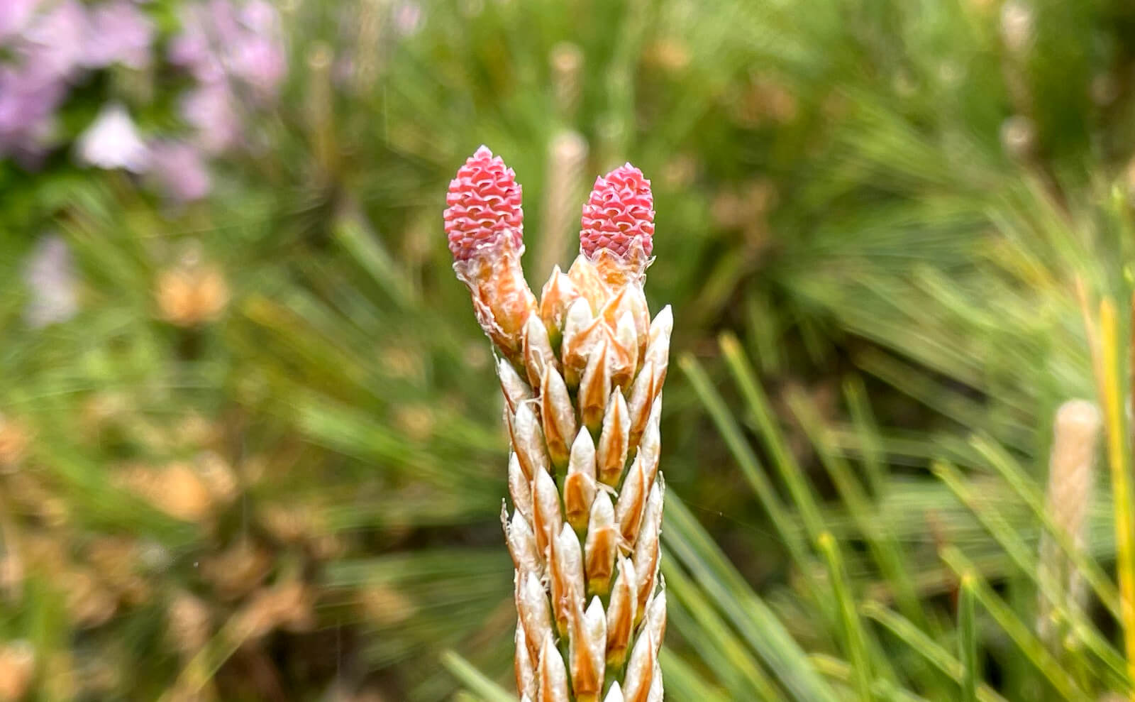 写真：マツの雌花