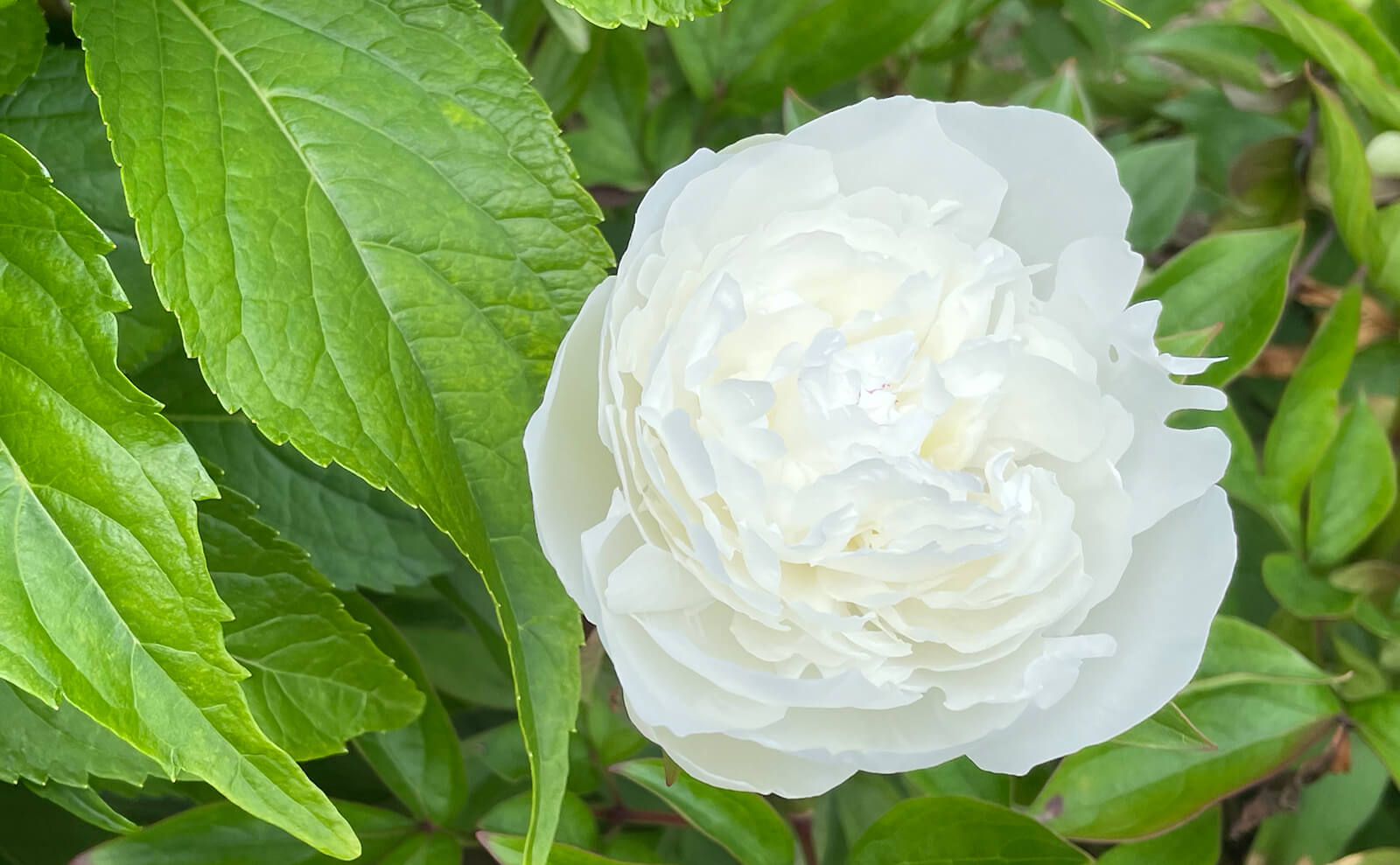 写真：芍薬