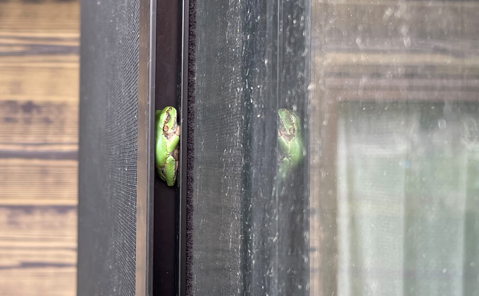 写真：網戸の隙間に佇むカエル