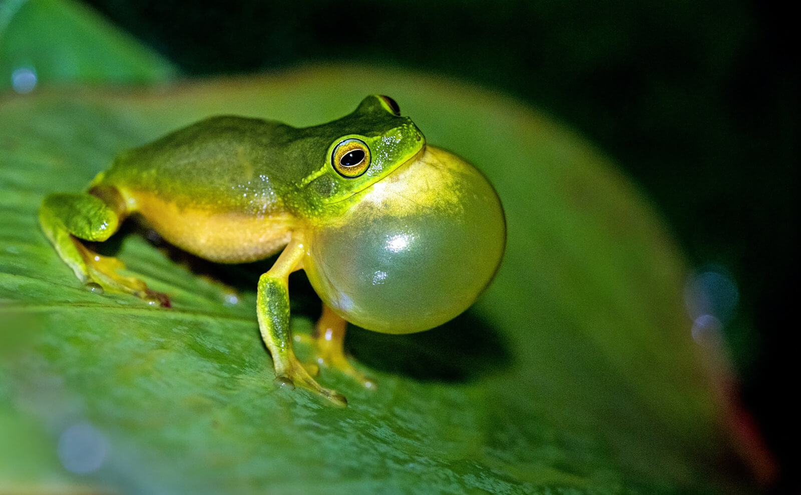 写真：鳴嚢が膨らんだカエル