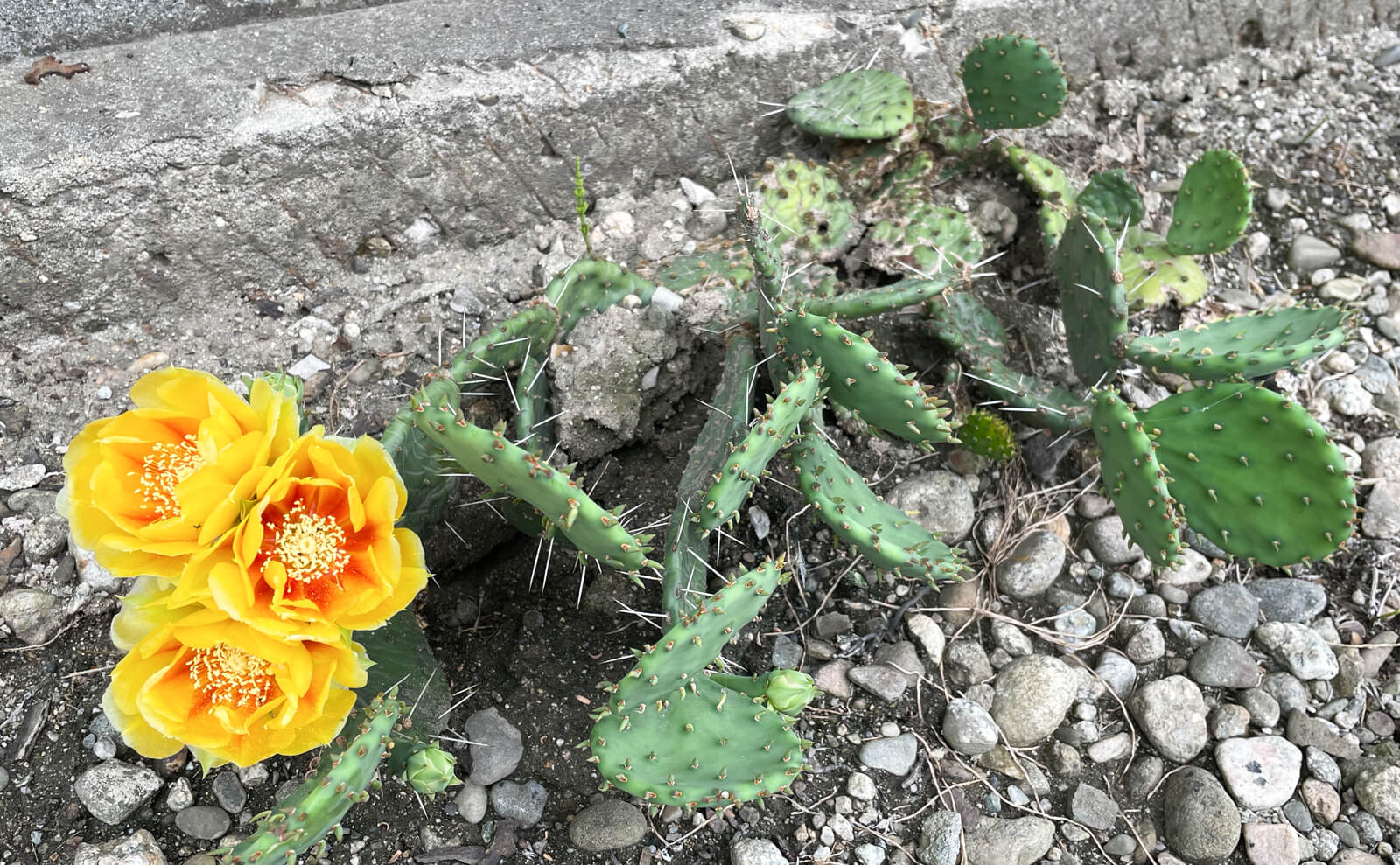 写真：ウチワサボテンの花