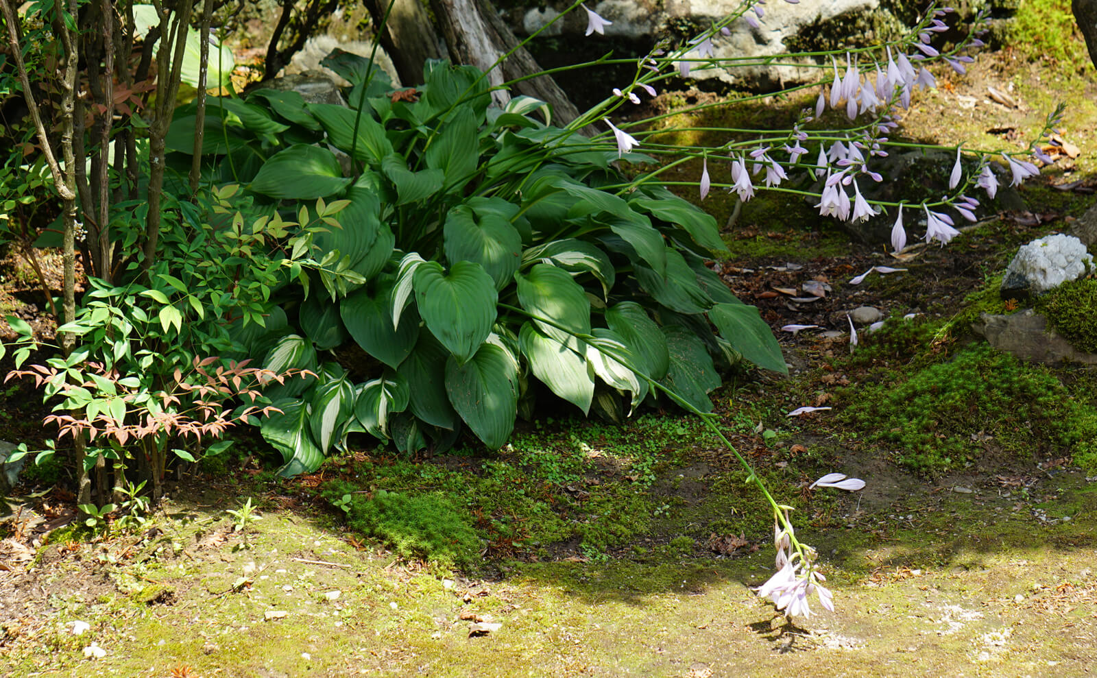 写真：ギボウシ01