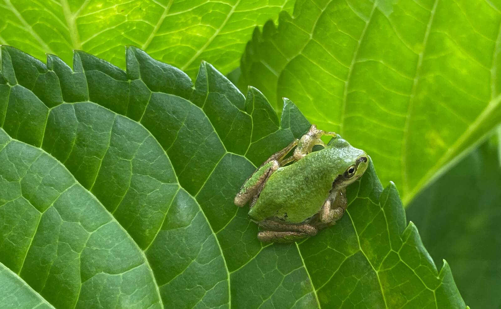 写真：アマガエル01