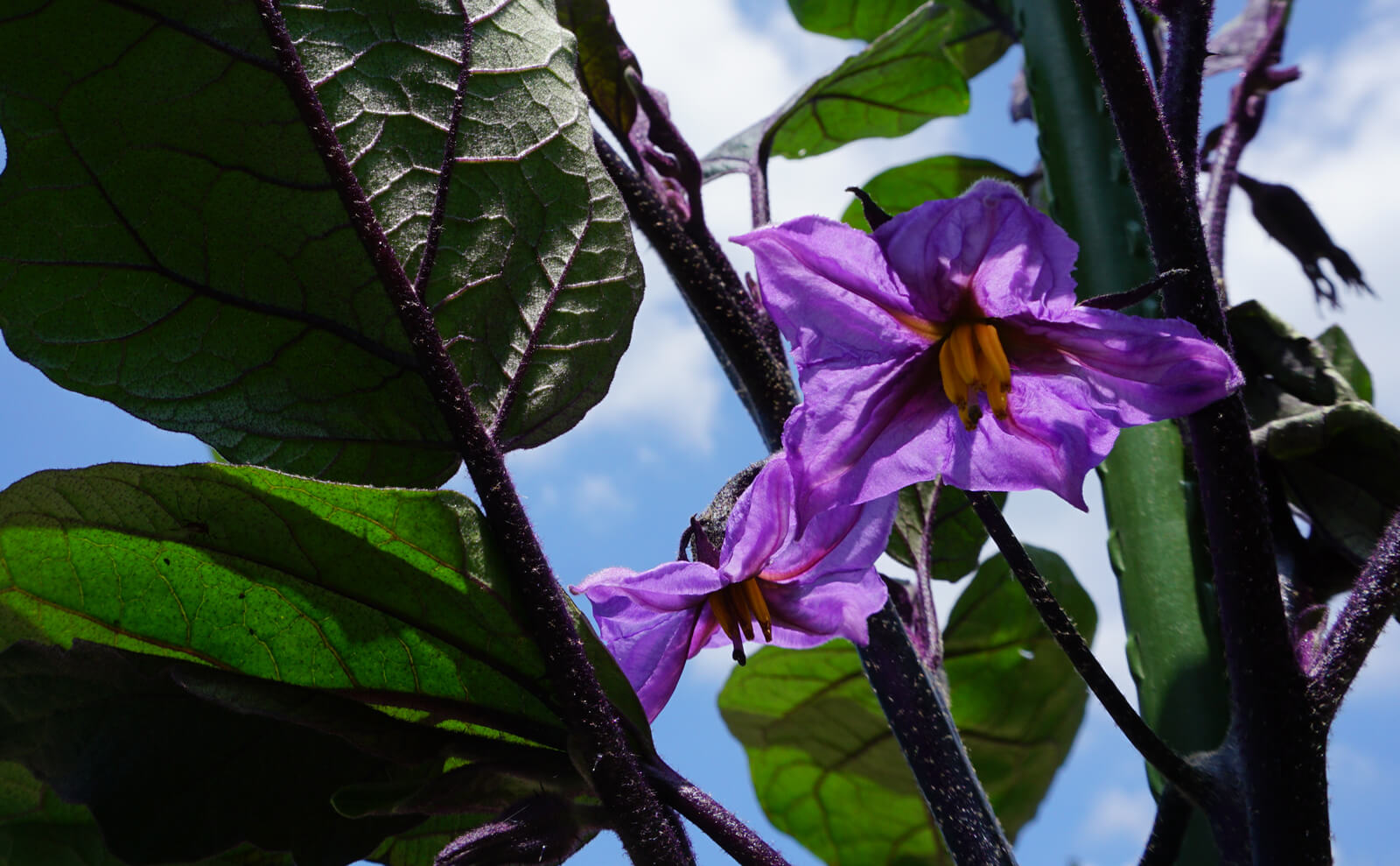 写真：ナスの花