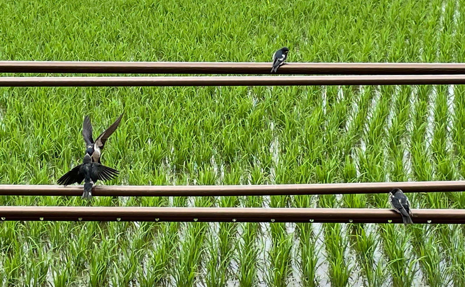 写真：ツバメの餌付け02