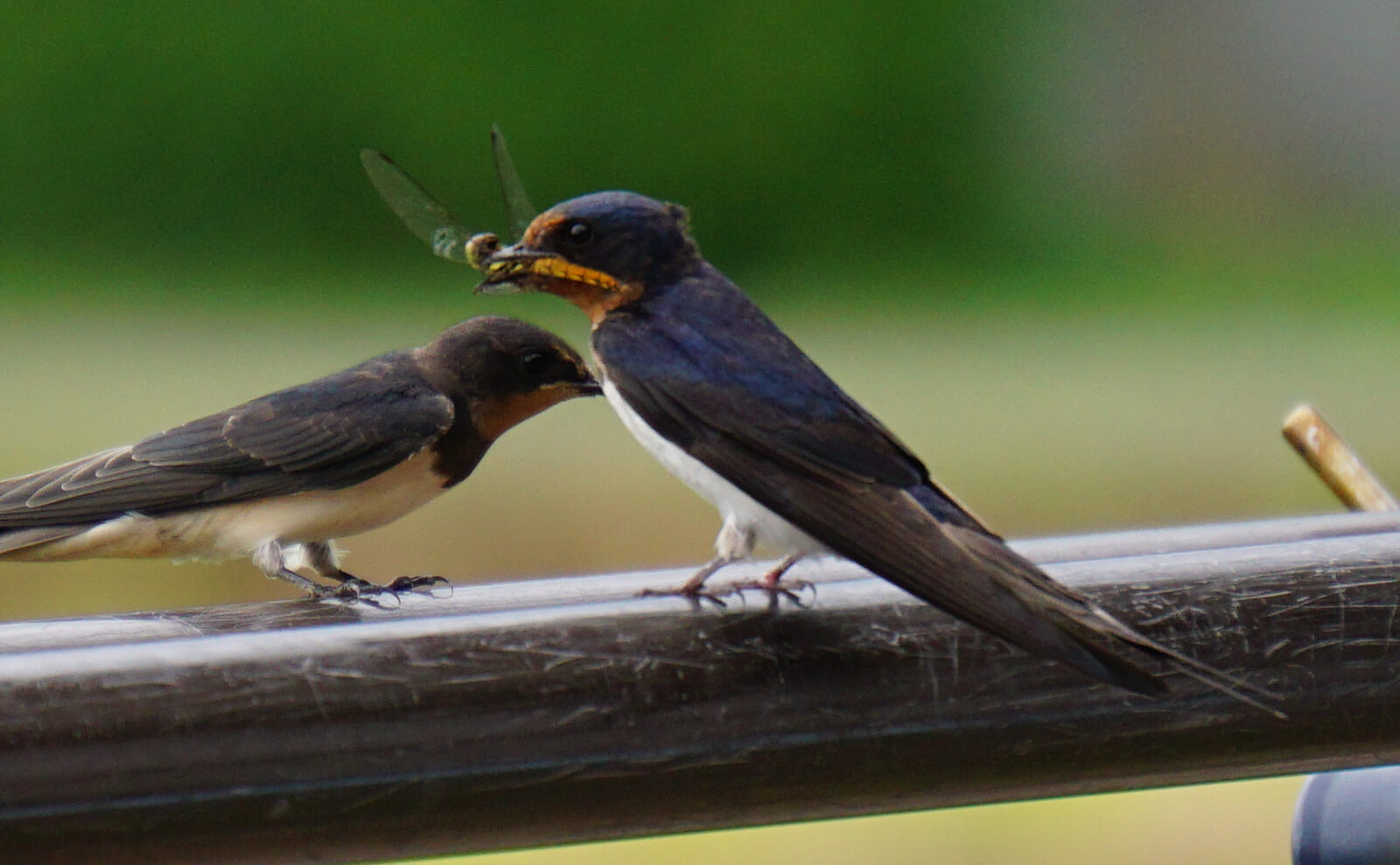 写真：トンボを食べるツバメ