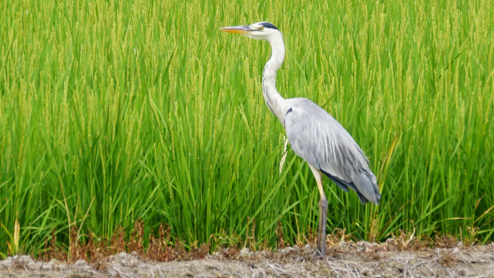 写真：田んぼとアオサギ