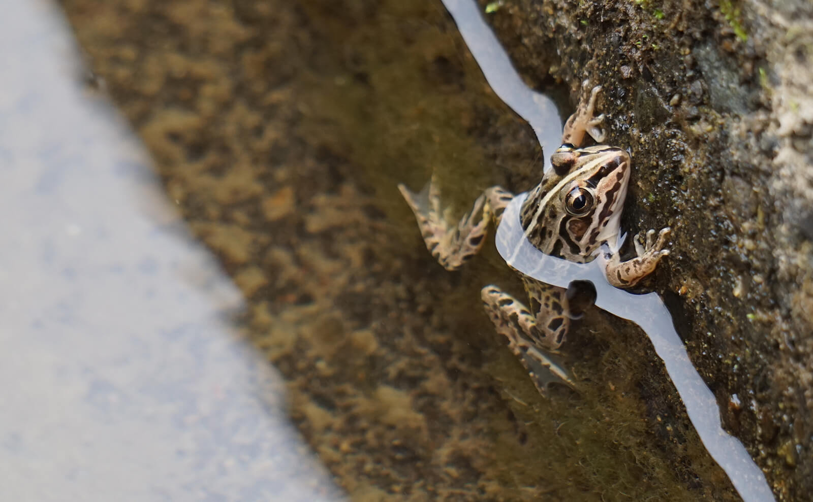 写真：トノサマガエル