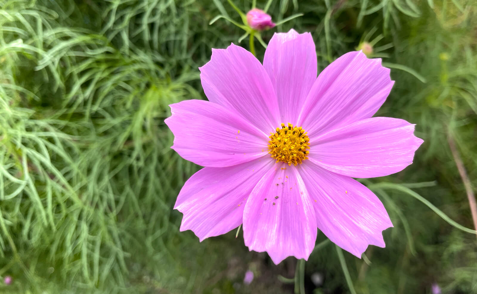 写真：ピンク色のコスモス