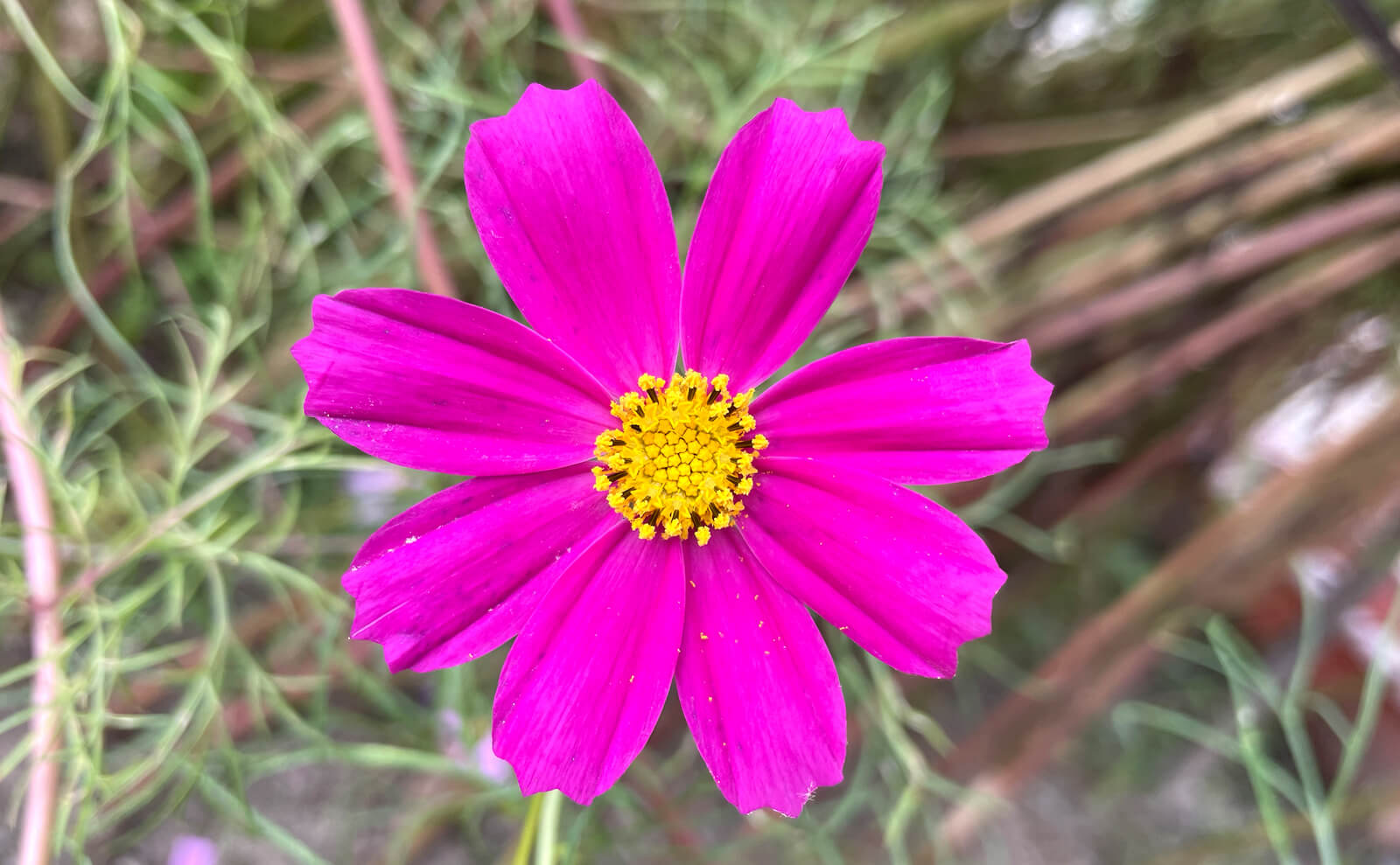 写真：濃いピンク色のコスモス