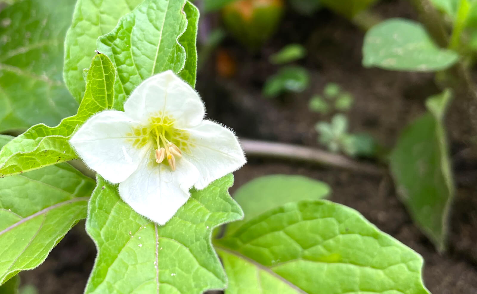 写真：鬼灯の花