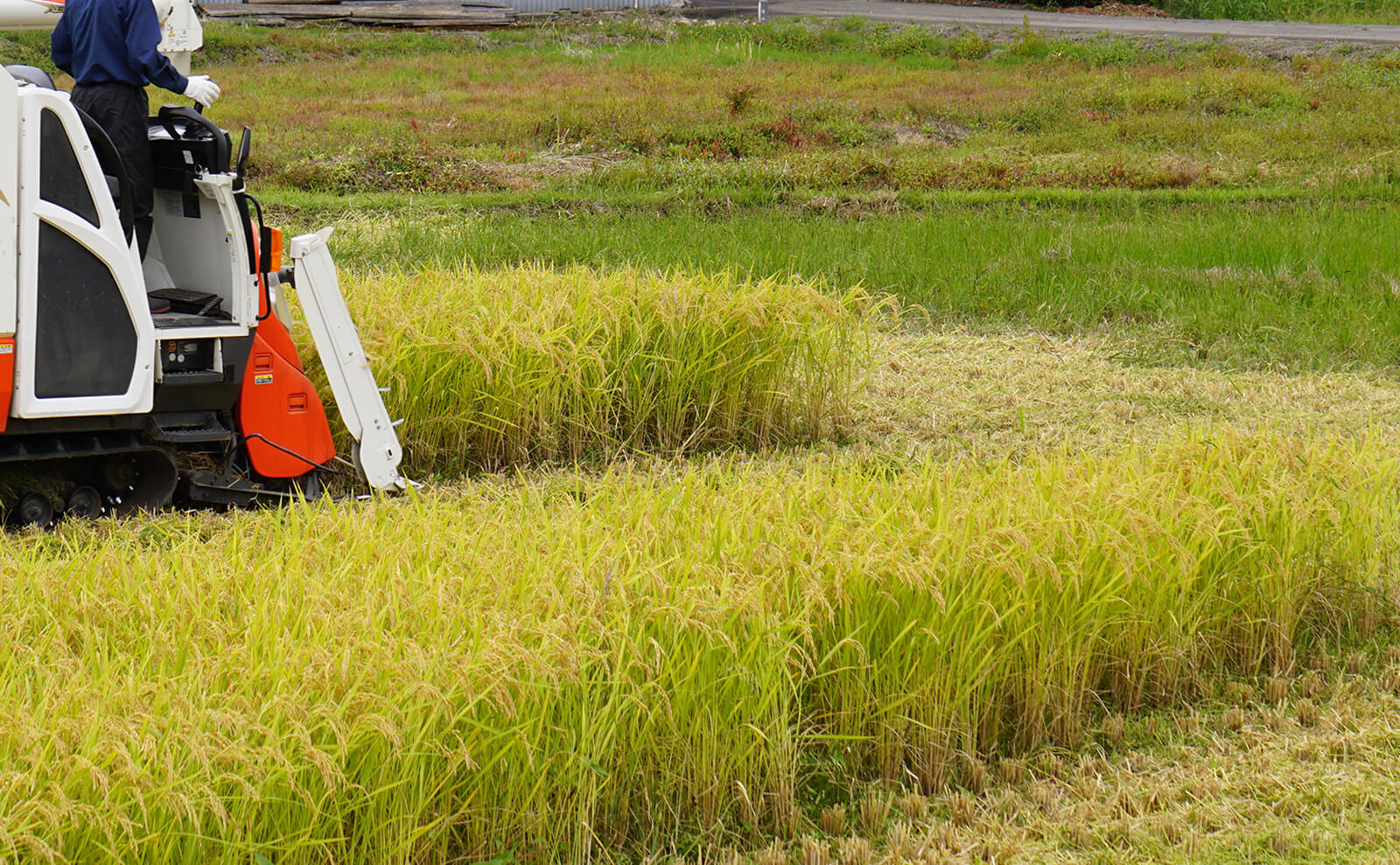 写真：田んぼの稲刈り03