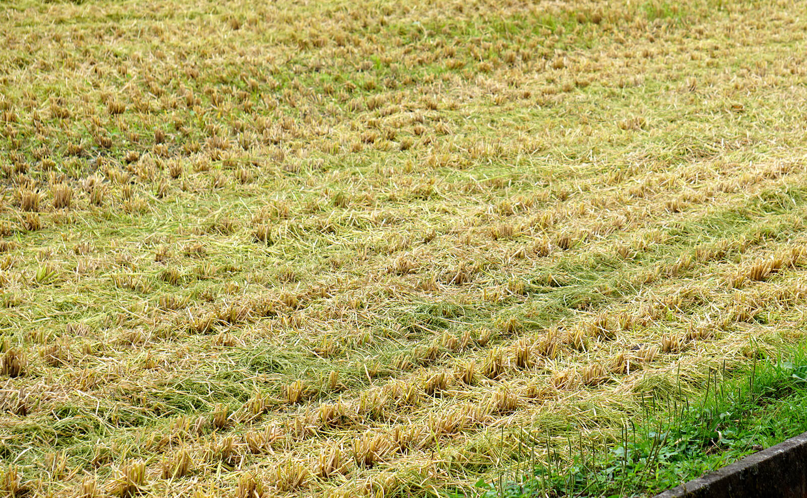 写真：稲刈り後の田んぼ