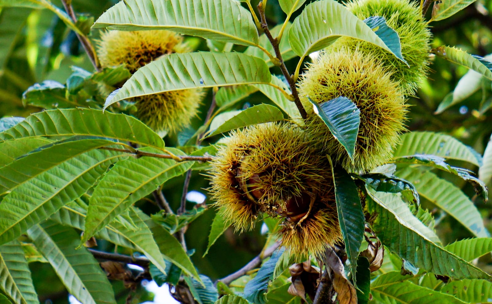 写真：栗の木に実ったいがぐり（秋）