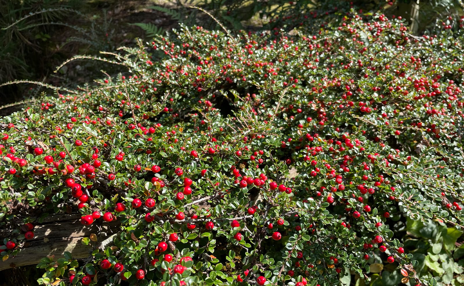 写真：紅紫檀01