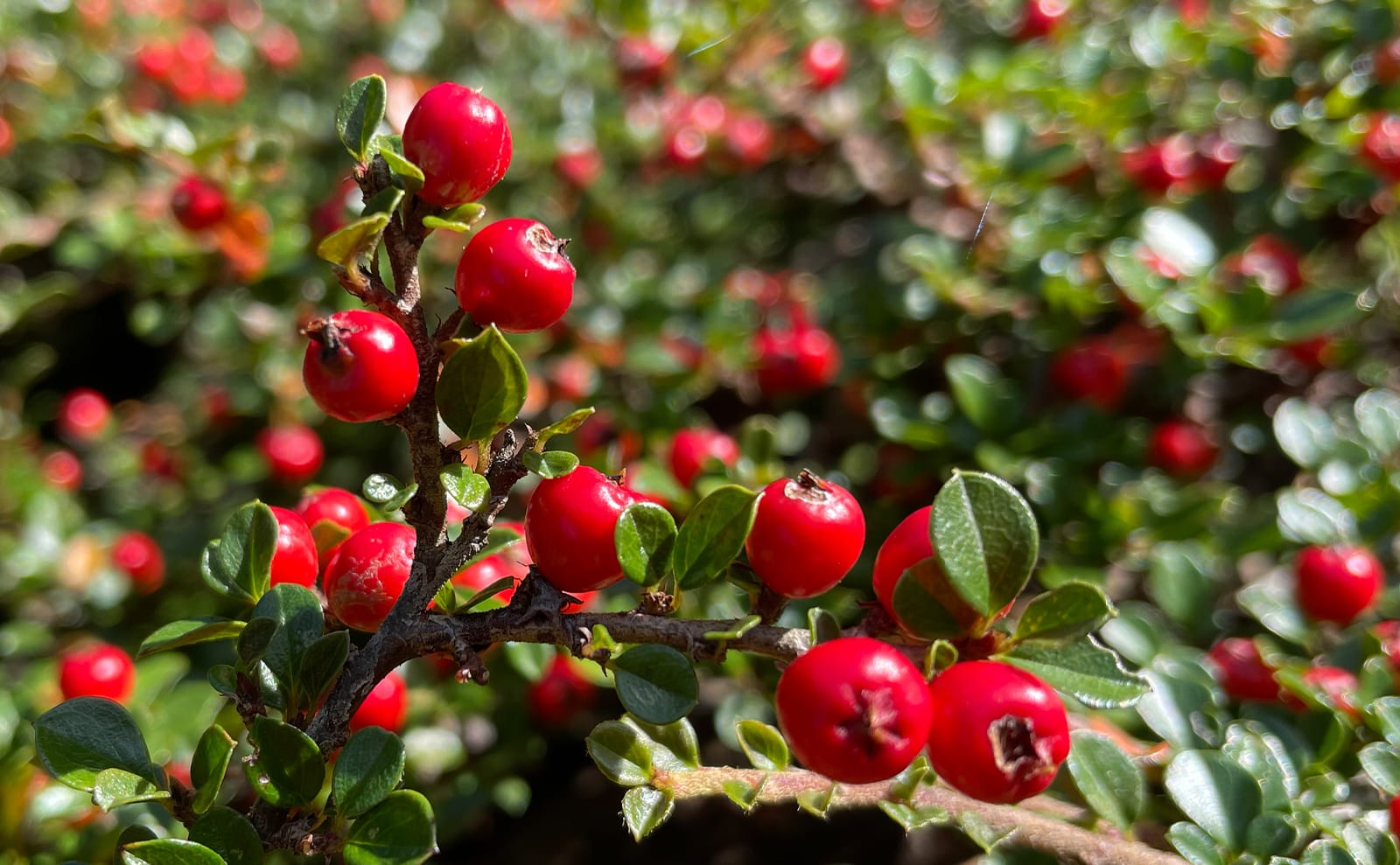 写真：紅紫檀02